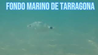 🐟fondo MARINO de Tarragona 🐟🌊👉 ➡ Peces y medusas🦐#27