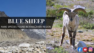Blue Sheep - A Rare Species Of Himalayan Region