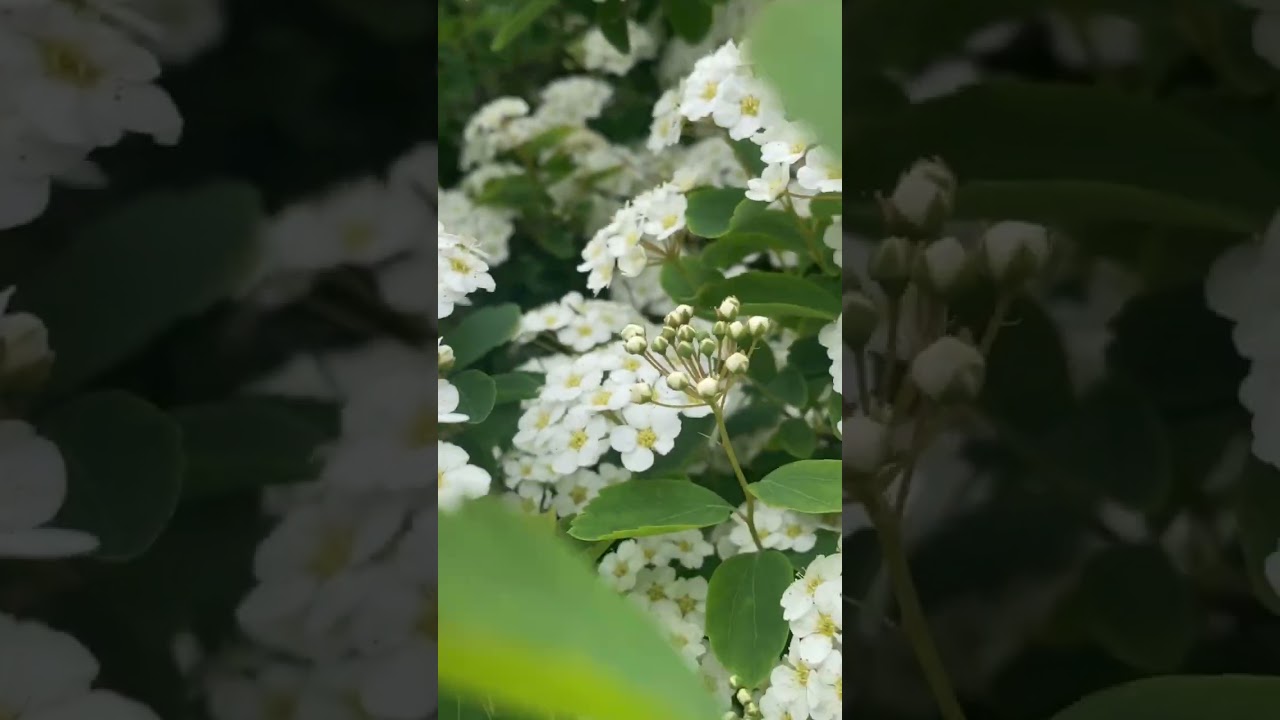 Спірея березолиста (Spiraea betulifolia)