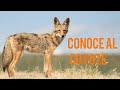 Conoce al coyote