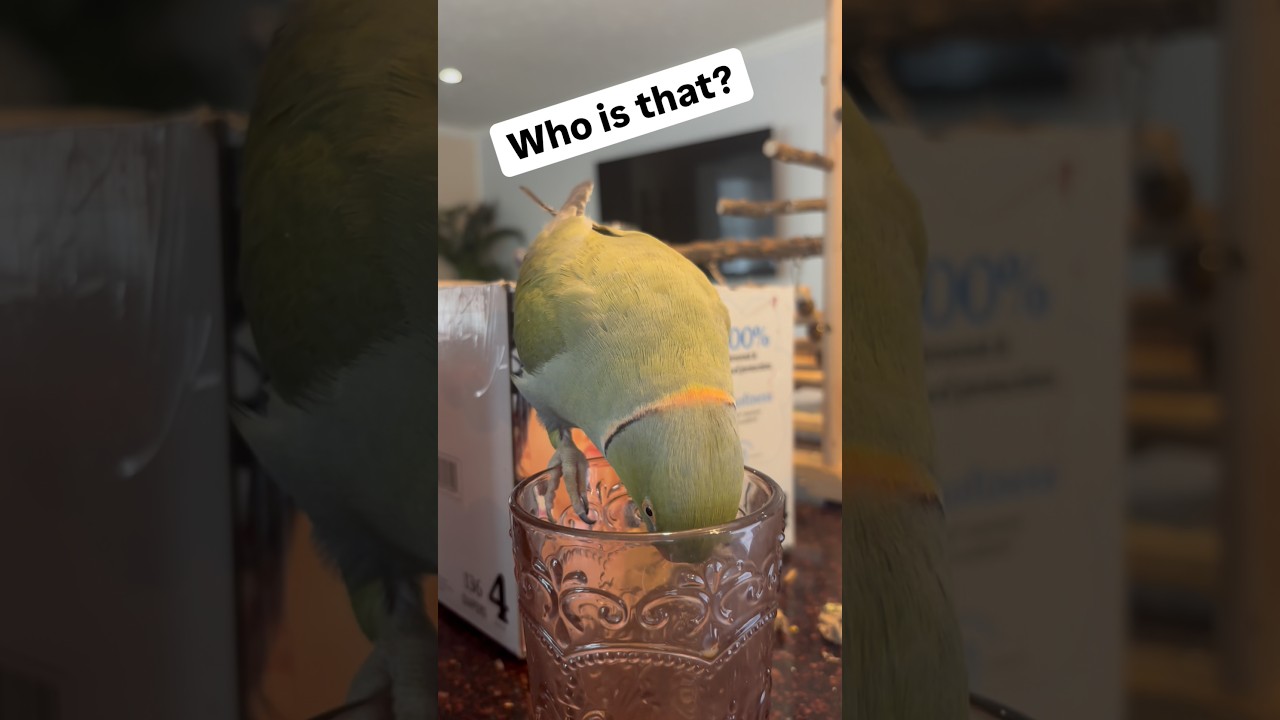 Разговариваем в пустоту 😆 