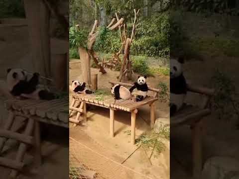 funny 🐼 #korea #cute #panda #everland #koreatravel #explore #discover #peace