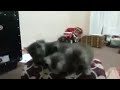 يلي بتحب النعنغ يلي بتحب النعنغ