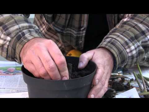 Video: Opformering af hortensiaer: Sådan rodstiklinger fra hortensia
