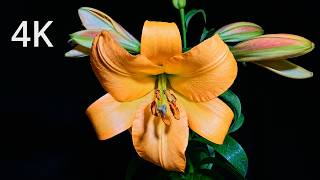 Lily Blooming in 56 Seconds | 4K Timelapse Lily Blooming in 56 Seconds | 4K Timelapse