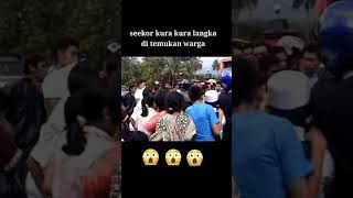 kura-kura langka ditemukan warga
