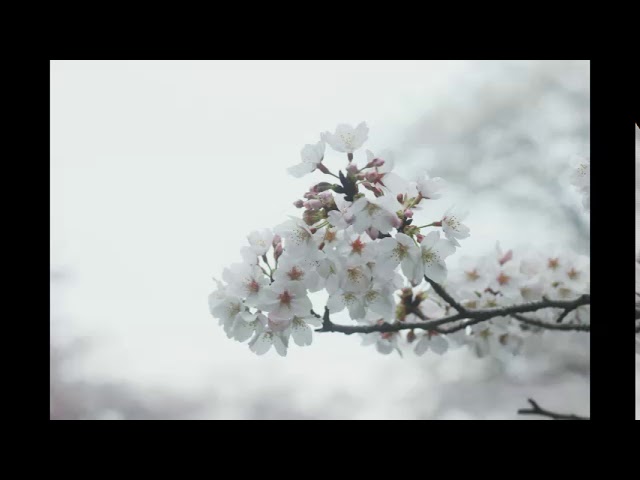 Watch 개화 / Florescence (開花) on YouTube Watch 개화 / Florescence (開花) on YouTube