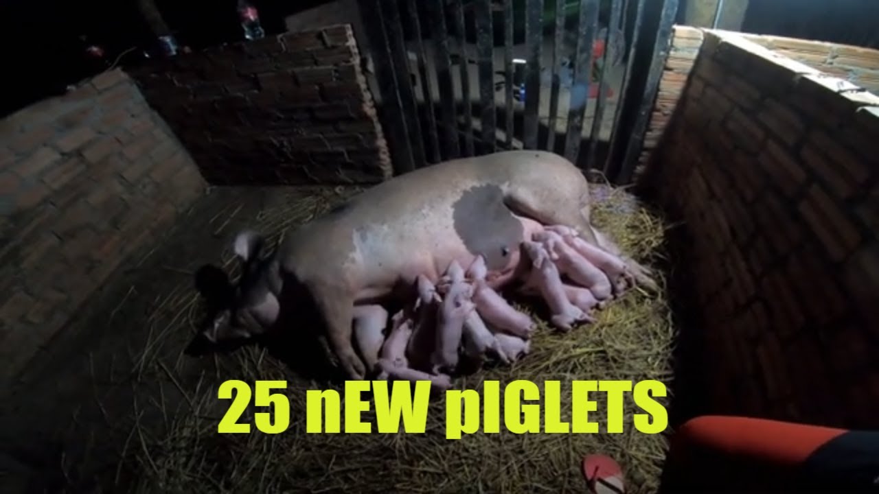 The Birth Of 25 Piglets - Nipe Adventure - EP 65