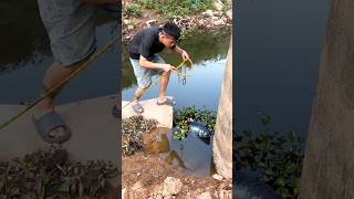 Big python catching Trap-😱 #python #funny