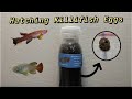 How to Hatch Killifish Eggs and Raise the Fry!