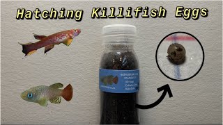 How to Hatch Killifish Eggs and Raise the Fry!