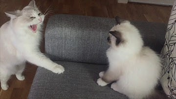 Introducing a new kitten - Lexus first days!