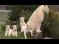 White Lion Cubs birth part 1 - actual birth