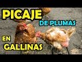 GALLINAS COMEN O PICAN PLUMAS - PICAJE - evitar, solucion,gallina, pollos