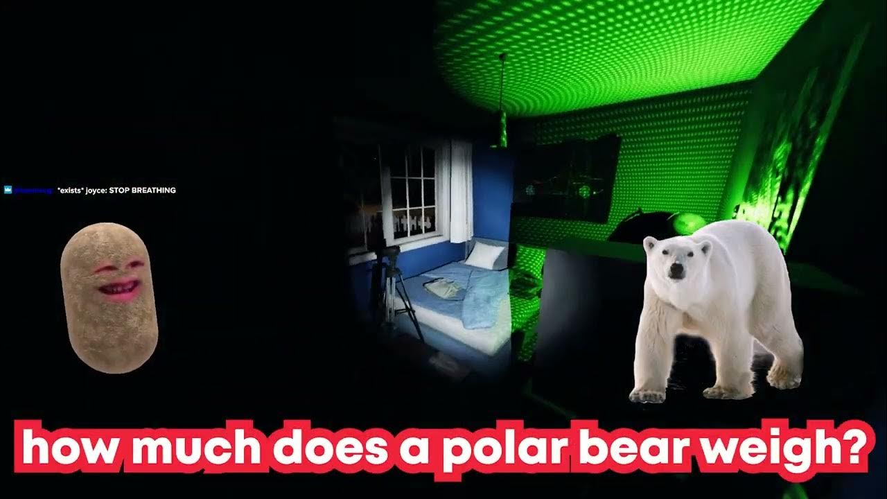 how much does a polar bear weigh YouTube