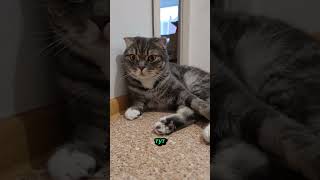 Сладких снов 🐱🐱🤗❤️#aleks#врекомендации#видосыоткота#спокойнойночи#топ10#cat#кот