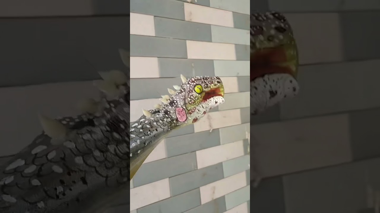 DIY Body Painting Art YouTube