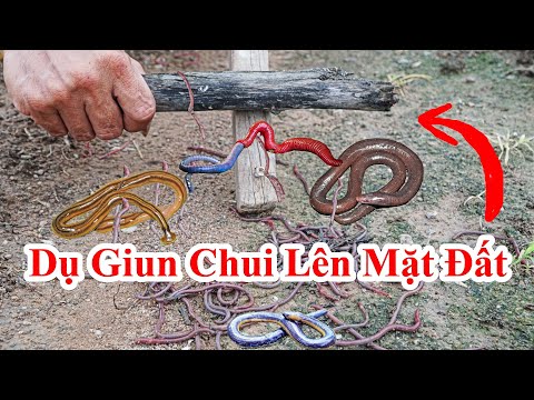 Video: Làm Thế Nào để Cứu Giun