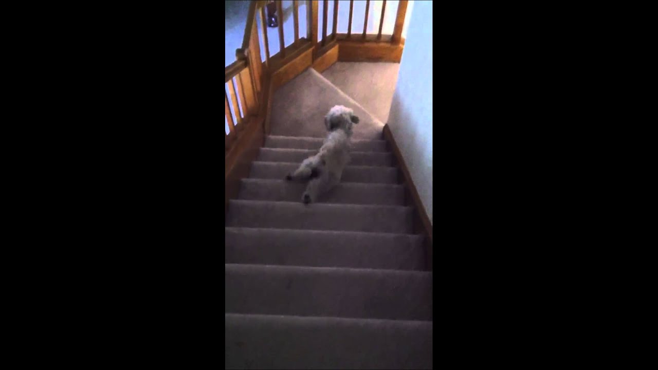 Dog Stair Slide YouTube