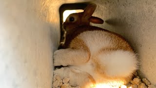 あぁ、俺も欲しかった。コンクリ打ちっぱなしのデザイナーズマンションで寛ぐうさぎ　#979