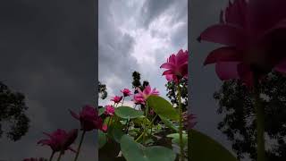 তার গন্ধে মাতাল কিছু ভ্রমর আসে#পদ্মফুল #shortvideo #flowers #nature #trending Thumb