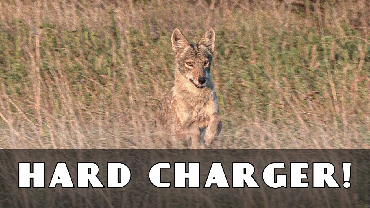 Killing Coyotes in Self Defense YouTube