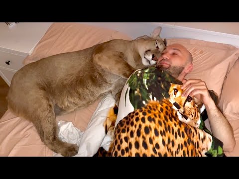 Мировой кот Пума Месси и его утренние привычки. Уто может быть добрым!