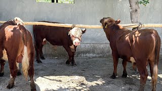 Chorvodor ukamizdan nasilli buqa emga tayor koring