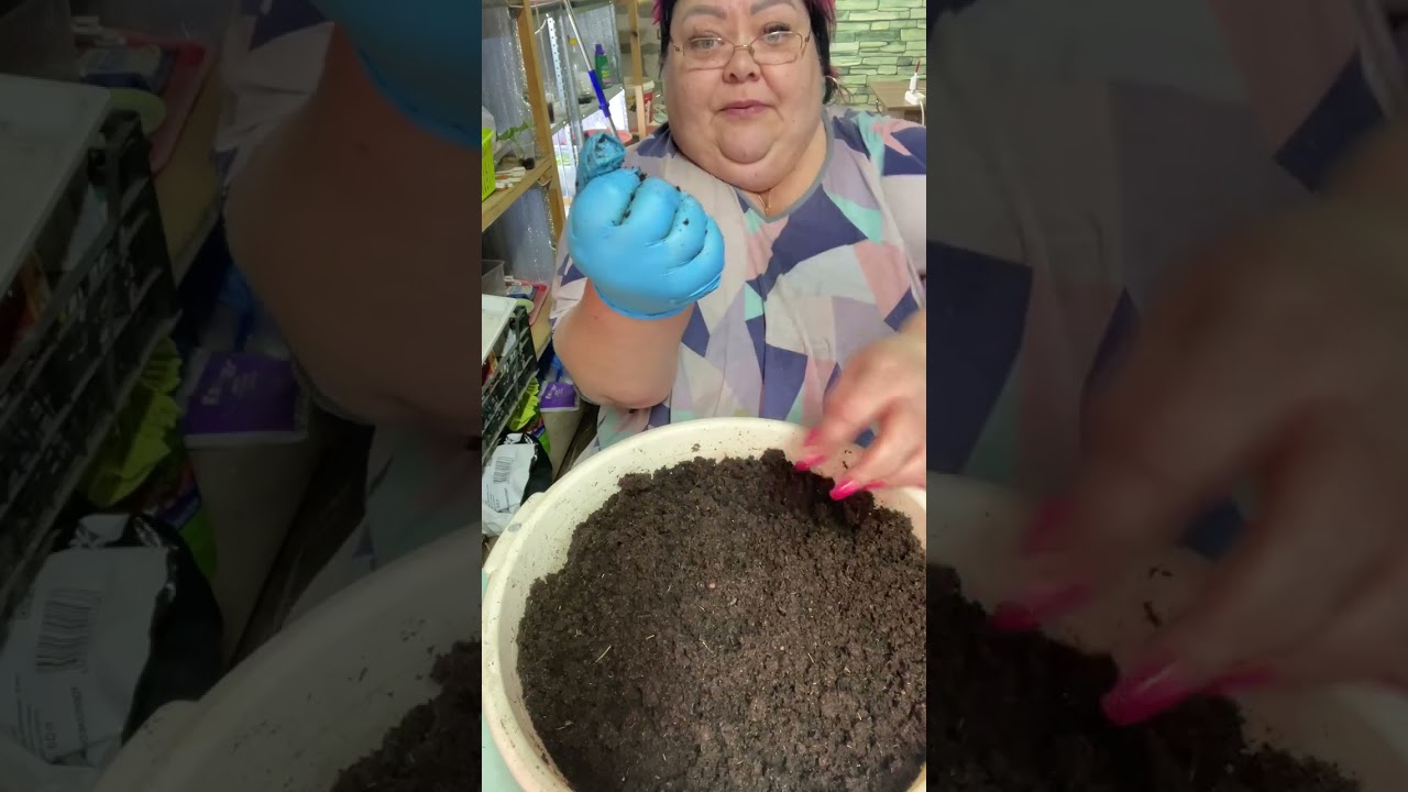 ЧЕРЕНКОВАНИЕ ПЕЛАРГОНИИ