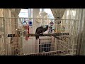 Реакция Жако Гоши на открытую  дверцу клетки.  Смотрите#shorts #africangrey #shortvideo #жако