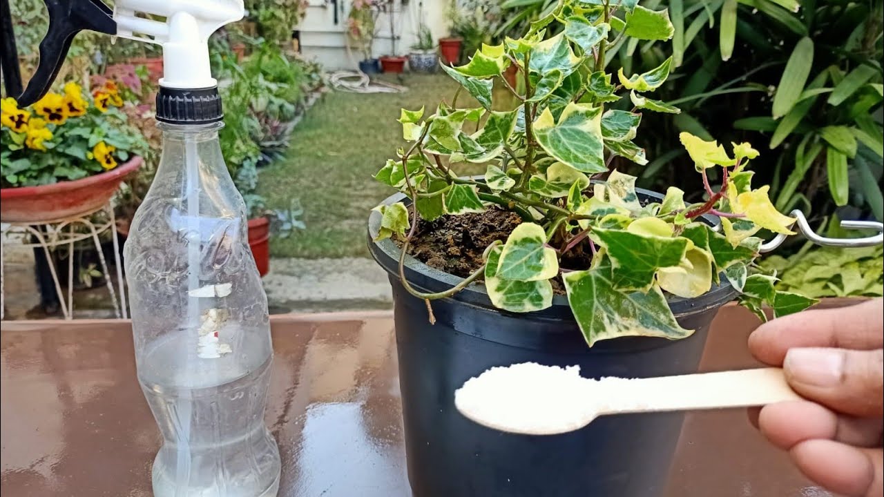 English Ivy - How to make it bushy &amp; Care//Fertilizer &amp; Potting soil ...