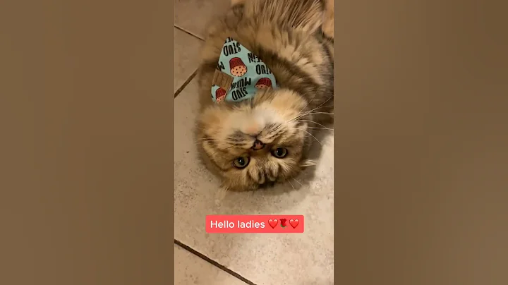 Watch the video about Adorable scottish fold cats youll love #fok #pamperedpets #cats