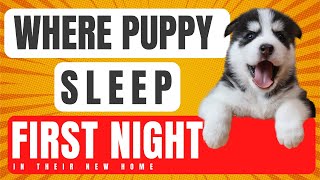 Where puppy sleep first night (Beginners Guide)