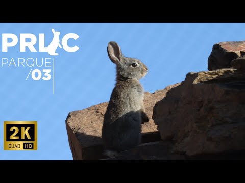 PRLIC (P3) ▪ Coelho-bravo ▪ Zona de Caça de Mértola (2K c/ AUDIO)