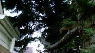 worlds dumbest squirrel