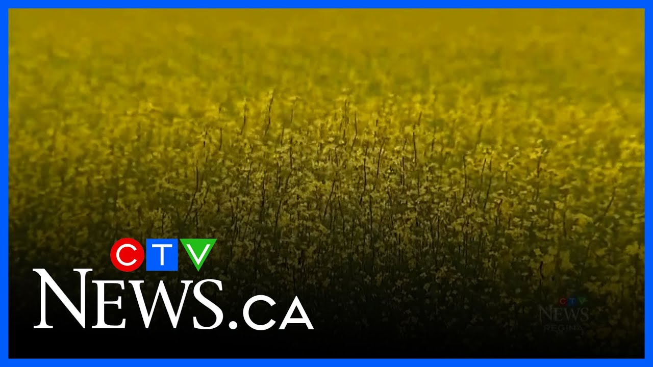 Saskatchewan premier calls on federal government to take action against tariffs