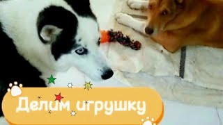 Добрый и щедрый щенок делится игрушкой с Сибирской хаски. ❤️❤️❤️