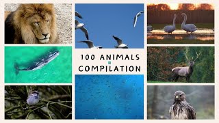 100 Animals Compilation (2) | Educational Video for Kids