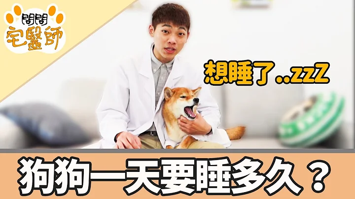 【柴犬抖宅大人】問問宅醫師EP10-狗狗一天到底要睡多久？ - 天天要聞