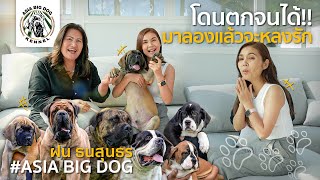 เพลงใหม่? มาลองแล้วจะหลงรัก !!! ฝน ธนสุนธร กับน้อง Boerboel น่าฟัด น่ากอด🐕