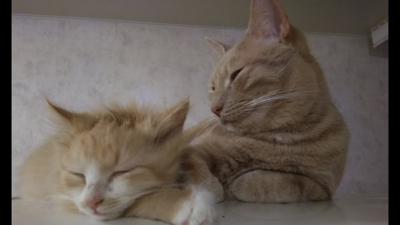 P&N-cat. Part 1. Dexterity of paws