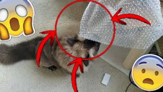 Cat Tries To Pop Bubble Wrap