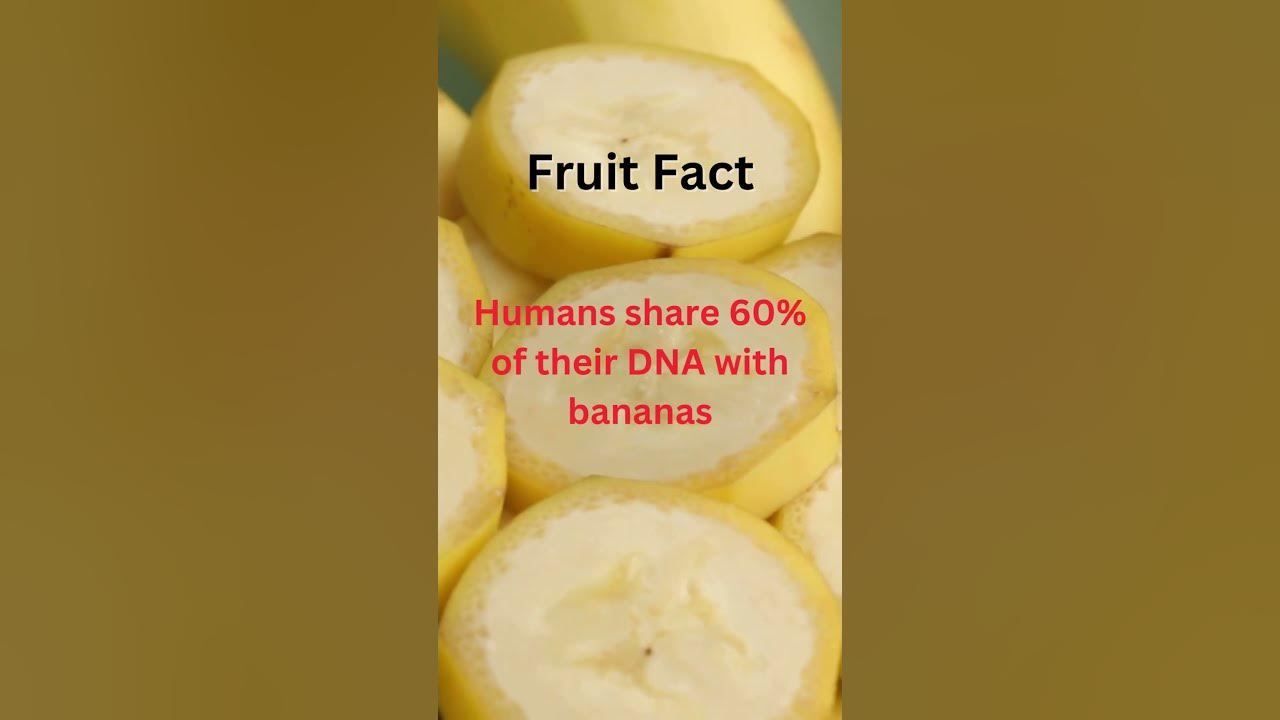 Humans are related to Bananas? YouTube