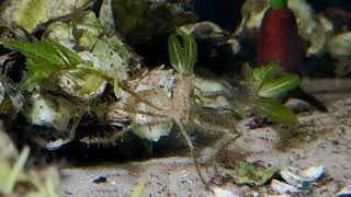 Fabulous Decorator Crab
