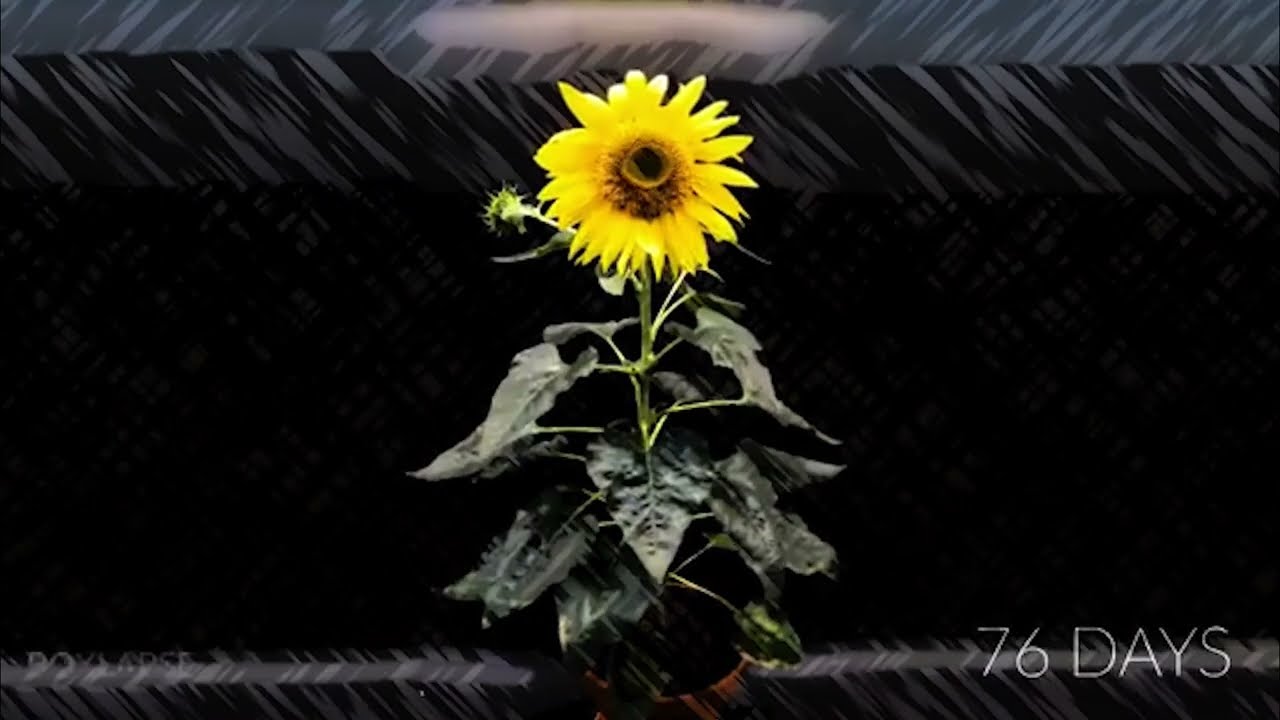 i grow - MsSimoneJ (Lyric Video)