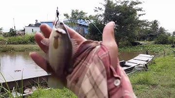 Câu cá sông cá rô phi, ngày đầu tìm thác lác cườm dính luôn một đôi @@ Câu tay