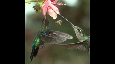 Beautiful Hummingbird & Bee Captured in Slow-Mo  #Shorts #nature