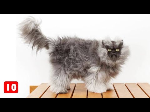 Βίντεο: 10 φυλές γάτας μακρυμάλλης που αγαπάμε