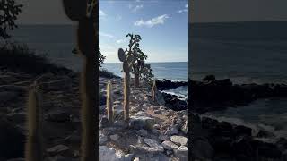 Exploring Santa Fe Island, Galapagos, Responsible Travel South America from María P. 🇪🇨