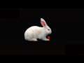 Vídeo Exemplo projetor Holográfico 3D Circle Holograma Rabbit Coelho